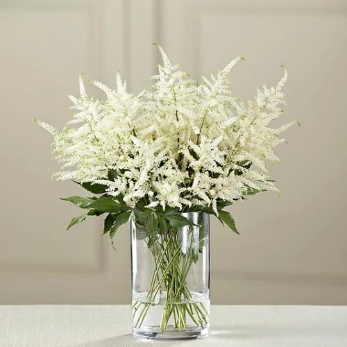 White Astilbe Flower Seeds