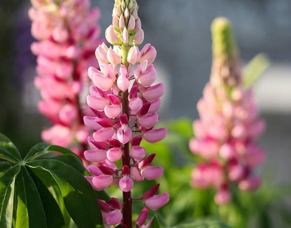 Lupine Flower Seeds