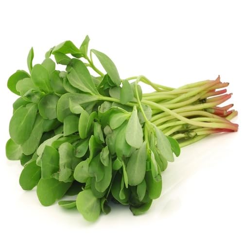 Green Purslane vegetable seeds - Heirloom, Organic, Non Gmo Garden Seeds for kitchen garden planting
