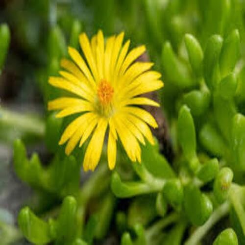 Yellow Delosperma Flower Seeds