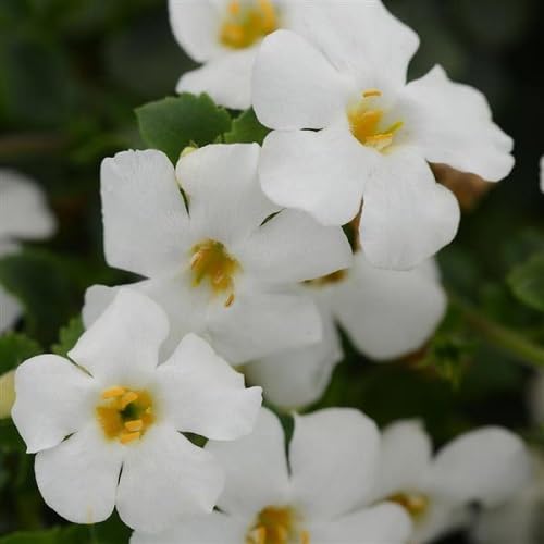 White Bacopa Utopia Flower Seeds