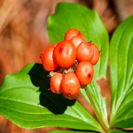 Bunchberry Fruit fruit seeds for organic garden planting