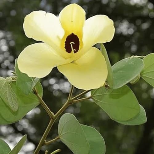 Yellow Bell Orchid Flower Seeds