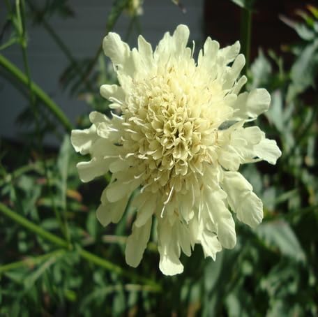 White Cephalaria Flower Seeds