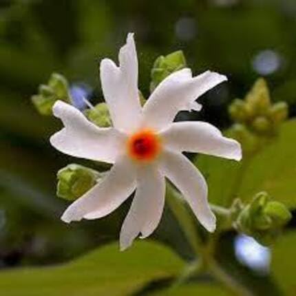 white harsingar flower seeds