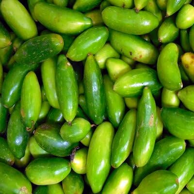 Green Ivy Gourd vegetable seeds for Home Gardening, Premium Kitchen Garden Planting for kitchen garden planting