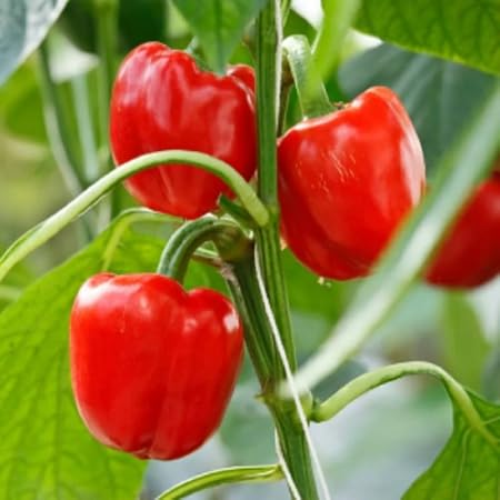 pepper vegetable seeds