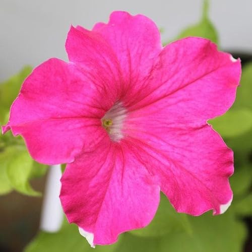 Petunia Flower Seeds