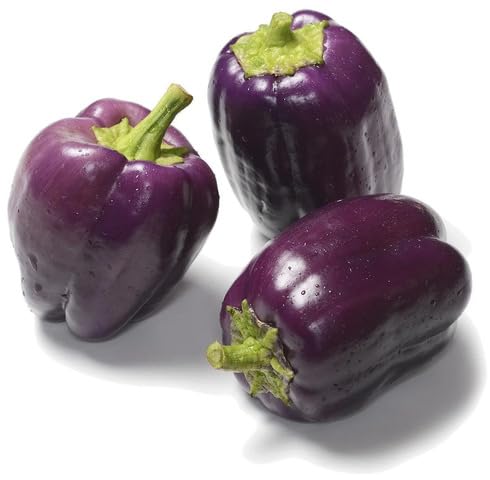 Purple Pepper vegetable seeds - Heirloom, Organic, Non Gmo Garden Seeds for kitchen garden planting