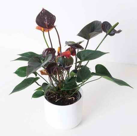 Black Anthurium Flower Seeds