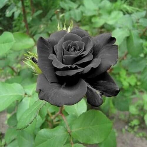 Black Giant Rose Flower Seeds