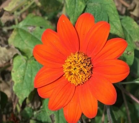 Saintpaulia Flower Seeds