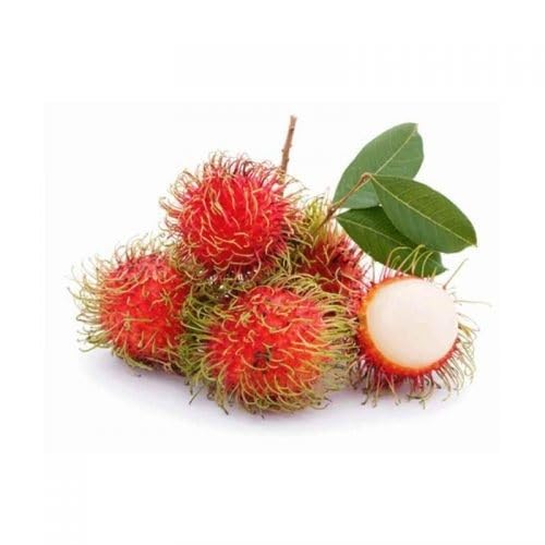 rambutan fruit white Fruit Seeds organic garden seeds