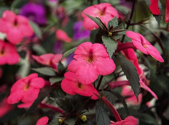 Achimenes Flower Seeds