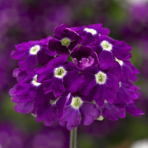 Purple Verbena Flower Seeds