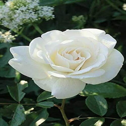 White Rose Flower Seeds
