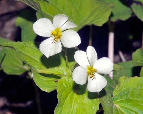 White Viola Flower Seeds