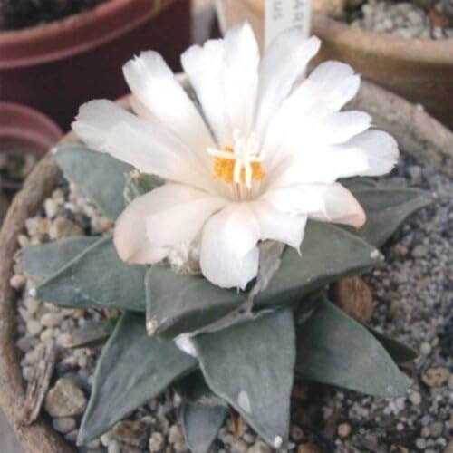 Ariocarpus Flower Seeds