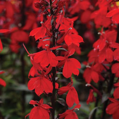 Red Lobelia Erinus Flower Seeds