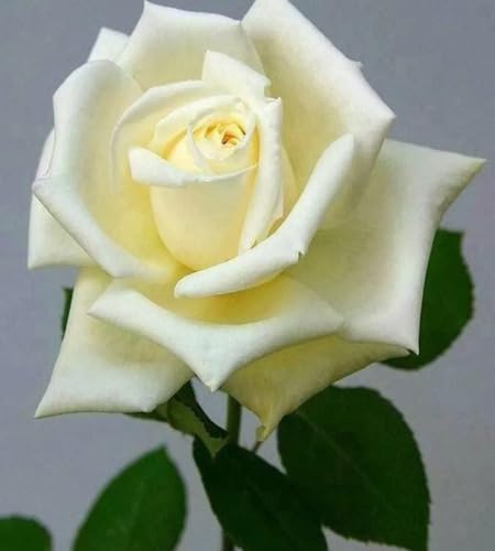 White Rose Flower Seeds