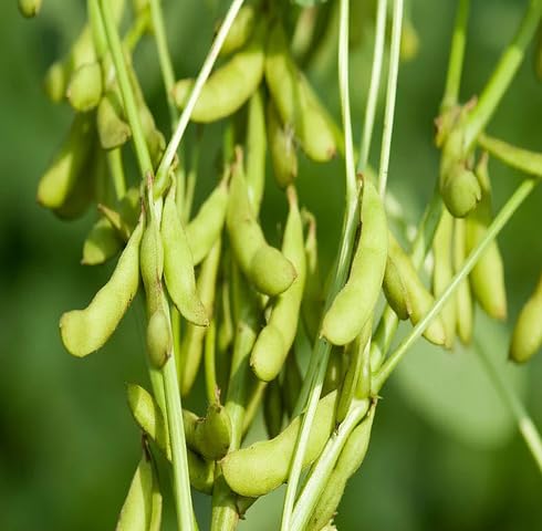 Green Soybeans vegetable seeds vegetable seeds for Home Gardening, Natural Home Farming Choice for kitchen garden planting