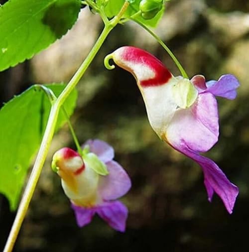 Parrot Orchid Flower Seeds