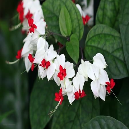 Clerodendrum Thomsonae Flower Seeds