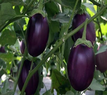 Brinjal vegetable seeds for Home Gardening, Premium Kitchen Garden Planting Premium for kitchen garden planting
