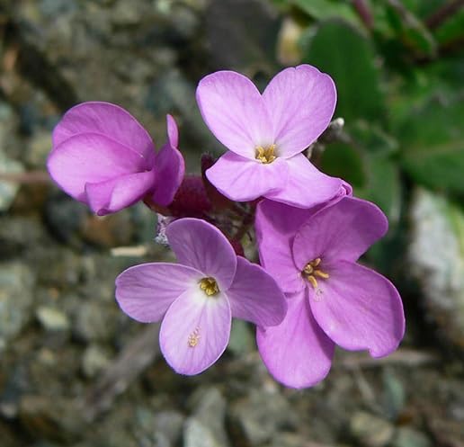 Purple Cress Aubrieta Flower Seeds