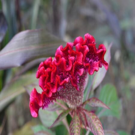 Red Cockscomb Flower Seeds