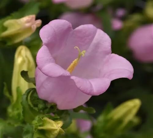 pink campanula flower seeds