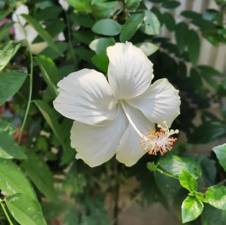 white hibiscus flower seeds