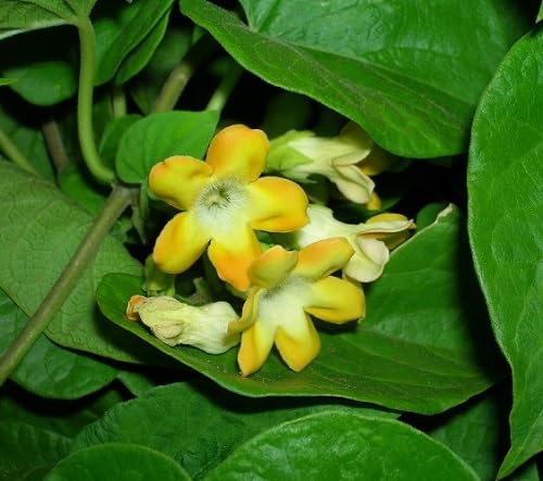 telosma Flower Seeds