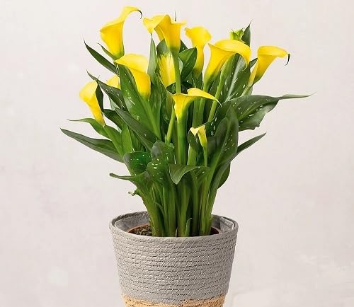 Yellow Calla Lily Flower Seeds