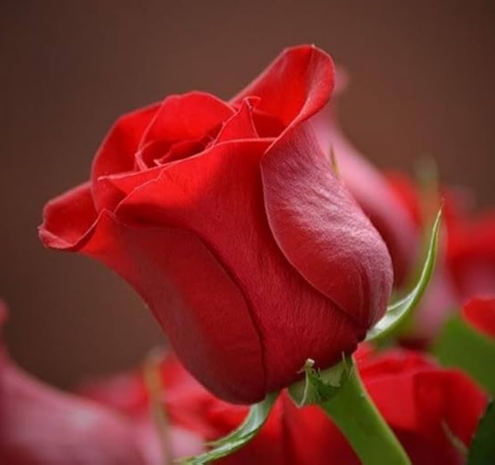 Polyantha Rose Mix Climbing Bonsai Or Garden Flower Seeds