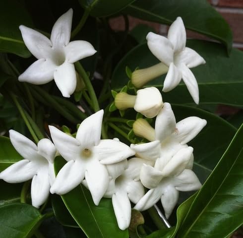 White Stephanotis Flower Seeds
