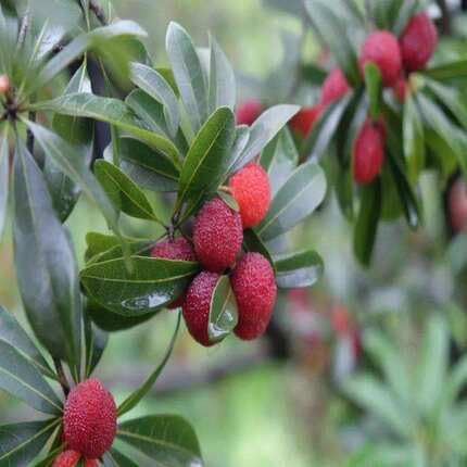 Bay Berry Red fruit seeds for organic garden planting