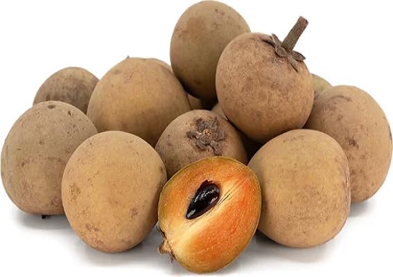 Brown Sapodilla Fruit fruit seeds for organic garden planting