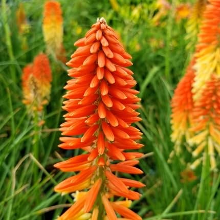 Kniphia Flower Seeds