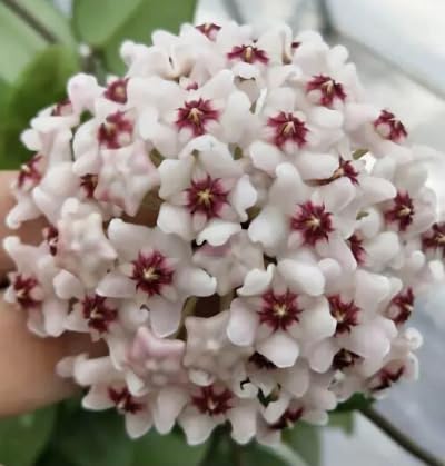 White Carnosa Flower Seeds