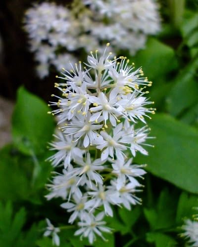 White Tiarella Wherryi Flower Seeds