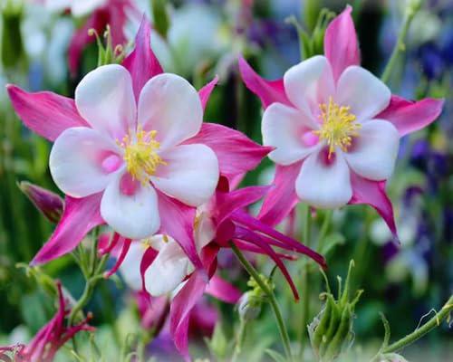 pink aquilegia flower seeds