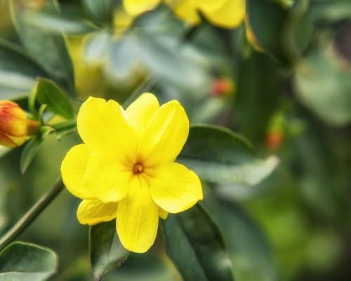Yellow Perennial Jasmine Flower Seeds