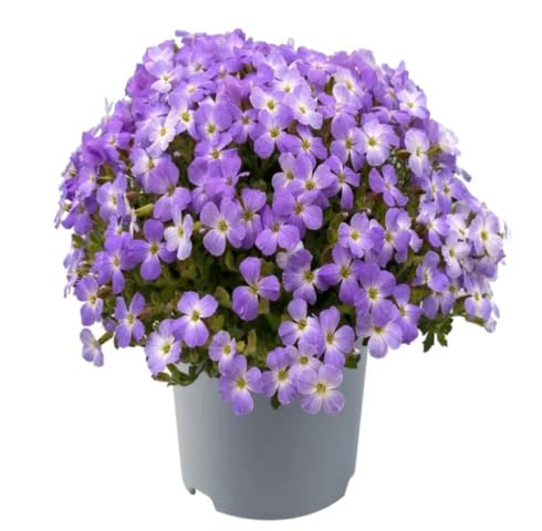 Violet Aubrieta Flower Seeds
