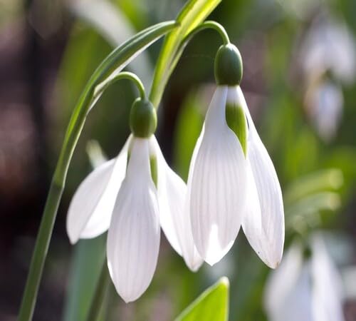 Galanthus Flower Seeds