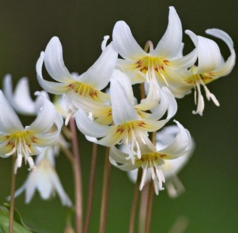 White Erythronium Flower Seeds