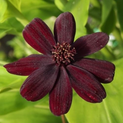 Maroon Perennial Flower Seeds