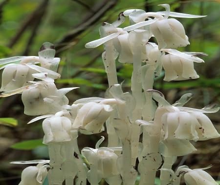 white monotropa flower seeds