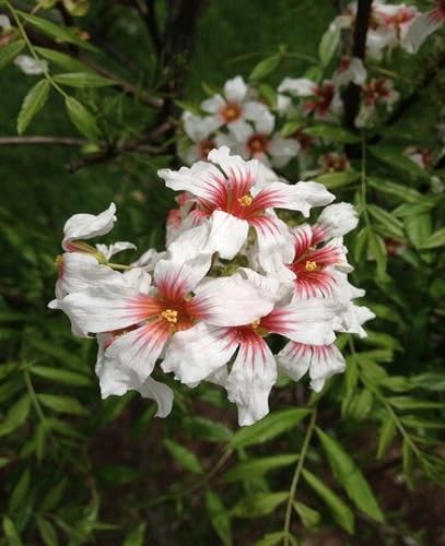 Xanthoceras Flower Seeds