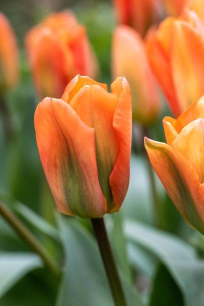 Orange Tulip Flower Seeds